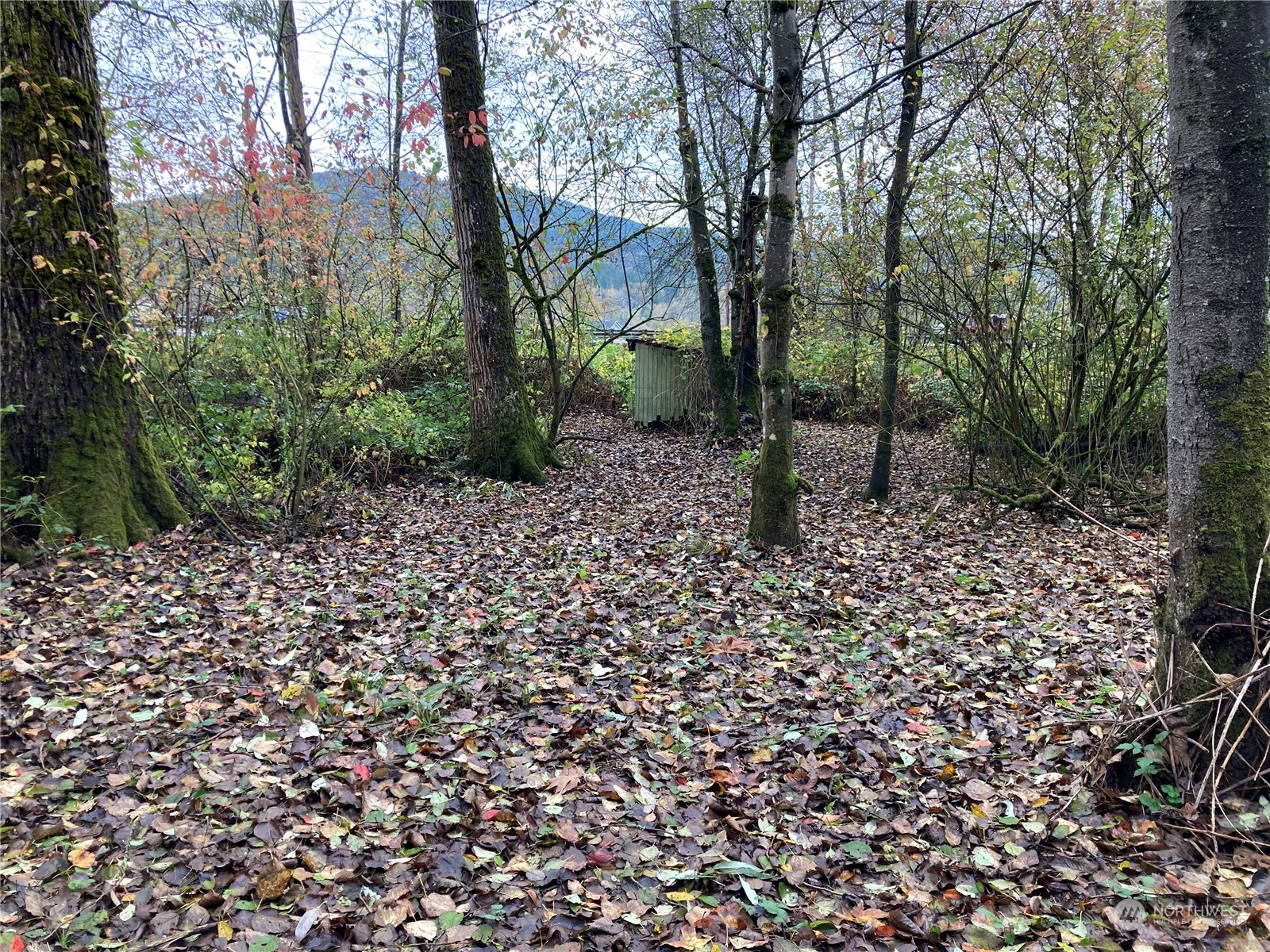 27430 Fern Bluff Road Monroe, WA 98272 - Photo 14 of 21 a backyard of a house with lots of green space