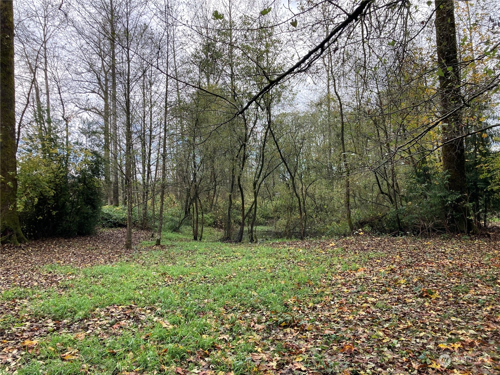 27430 Fern Bluff Road Monroe, WA 98272 - Photo 15 of 21 a big yard with lots of green space and deers