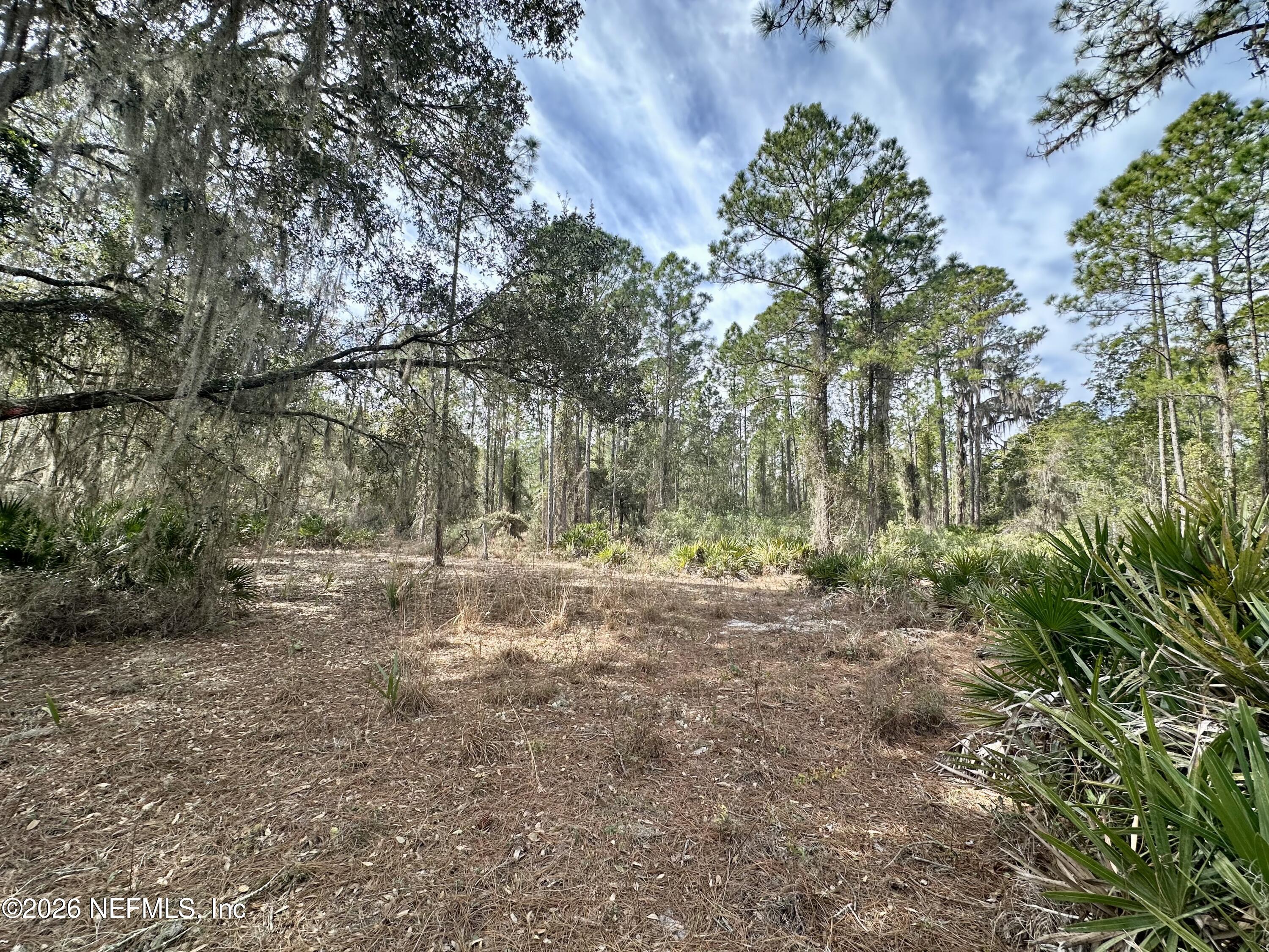 225 Marie Avenue Georgetown, FL 32139 - Photo 2 of 14 a view of a yard with a tree