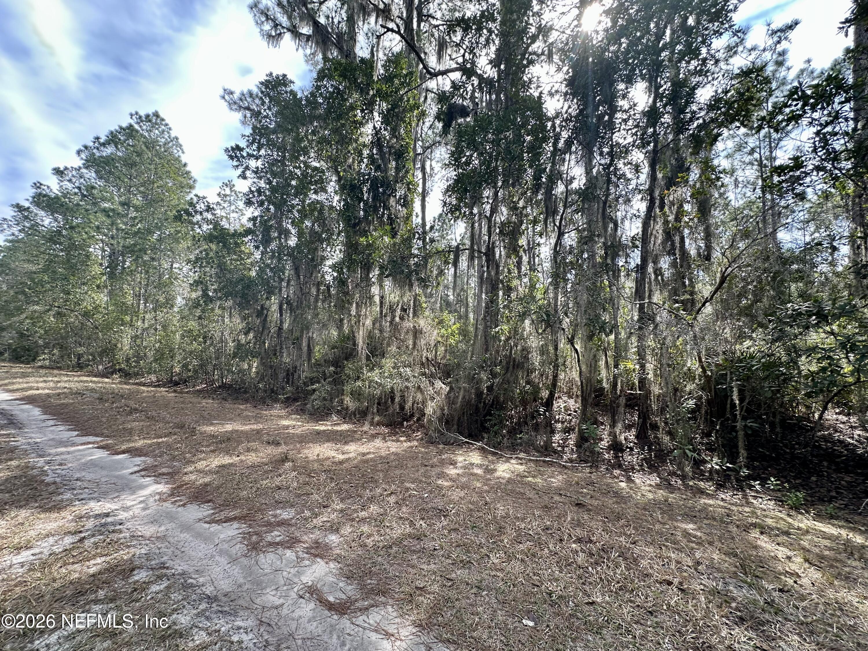 225 Marie Avenue Georgetown, FL 32139 - Photo 4 of 14 a view of a forest with trees