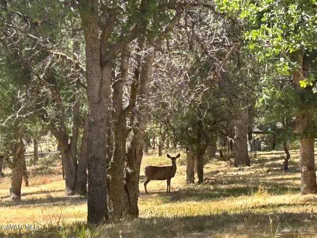 a view of a yard with trees