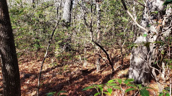 a view of tree