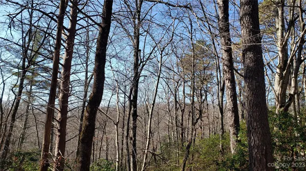 a view of trees in between the bunch of trees