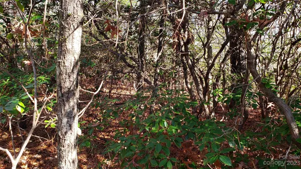 a view of tree