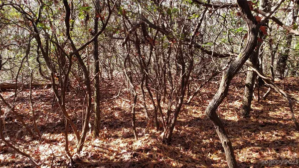 a view of tree