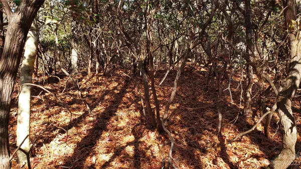 a view of tree