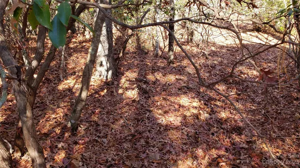 a view of tree