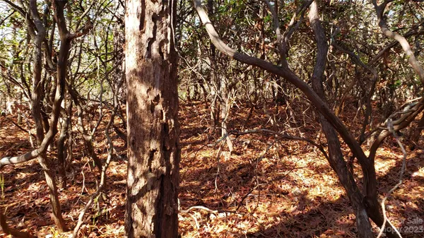 a view of a tree with a tree