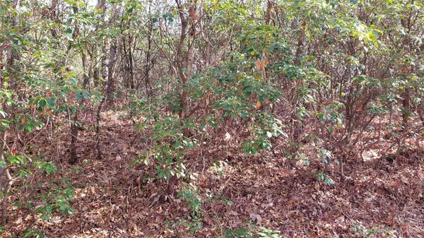 a view of a tree with a tree