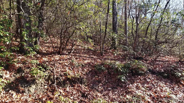 a view of trees and covered with tall trees