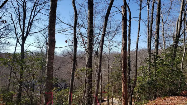 a view of a forest with lots of trees