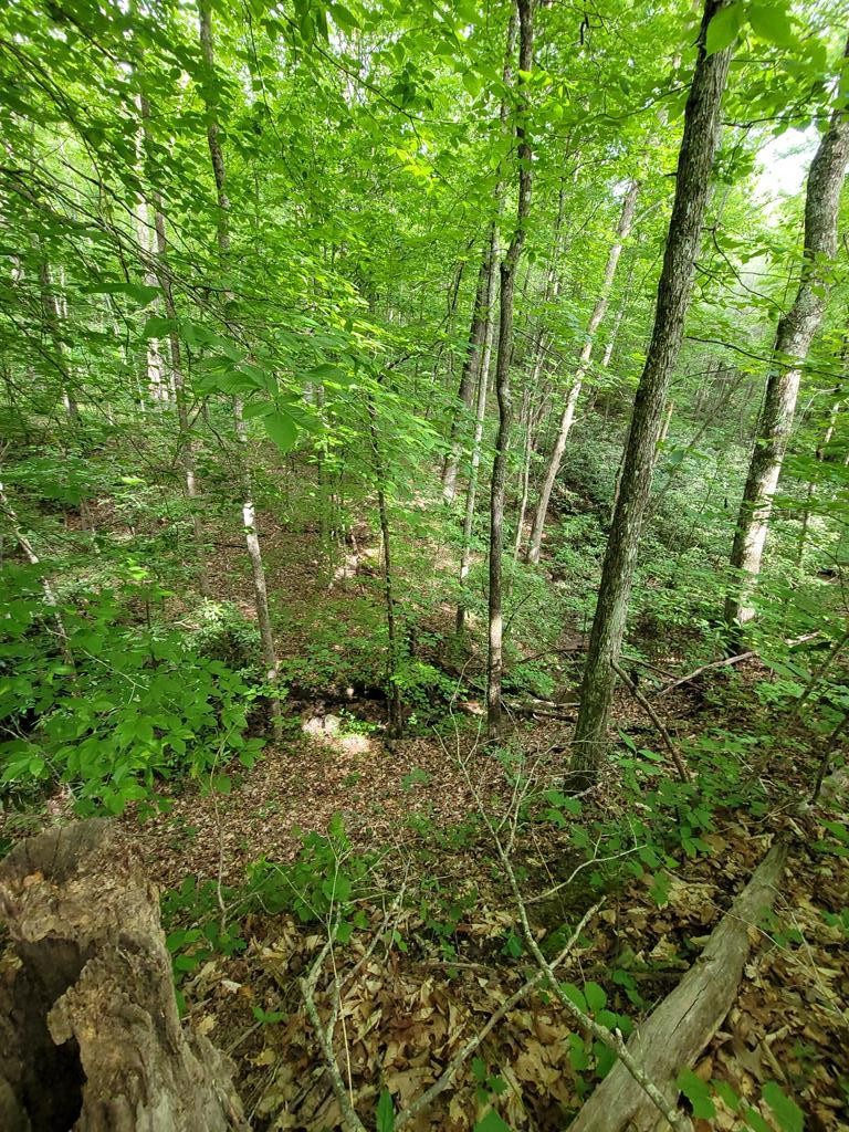 31 Butternut Lane Sevierville, TN 37876 - Photo 6 of 20