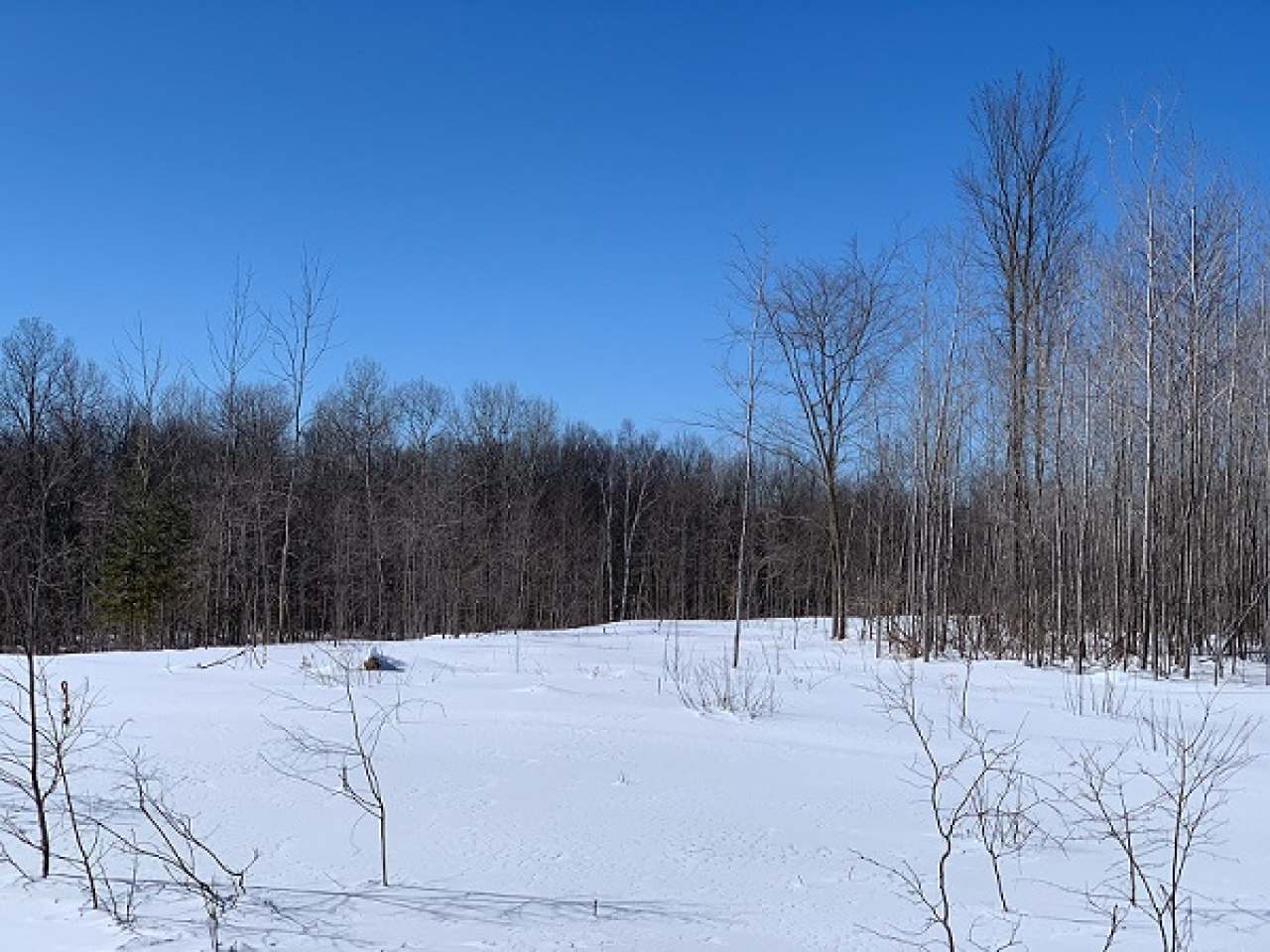 On East Wolf Road White Lake, WI 54491 - Photo 4 of 5 Gallery Image 4