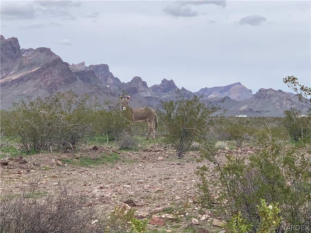 Tbd Ocotillo Road Golden Valley, AZ 86413 - Photo 5 of 13 The wild burro checking out the property