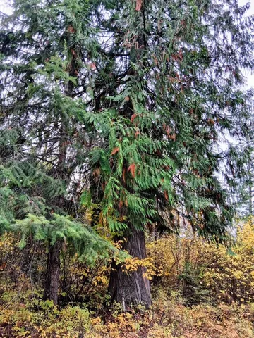 $150,000 | 706 McCammon Drive, Elk, WA 99009