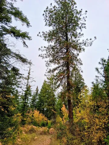 $150,000 | 706 McCammon Drive, Elk, WA 99009