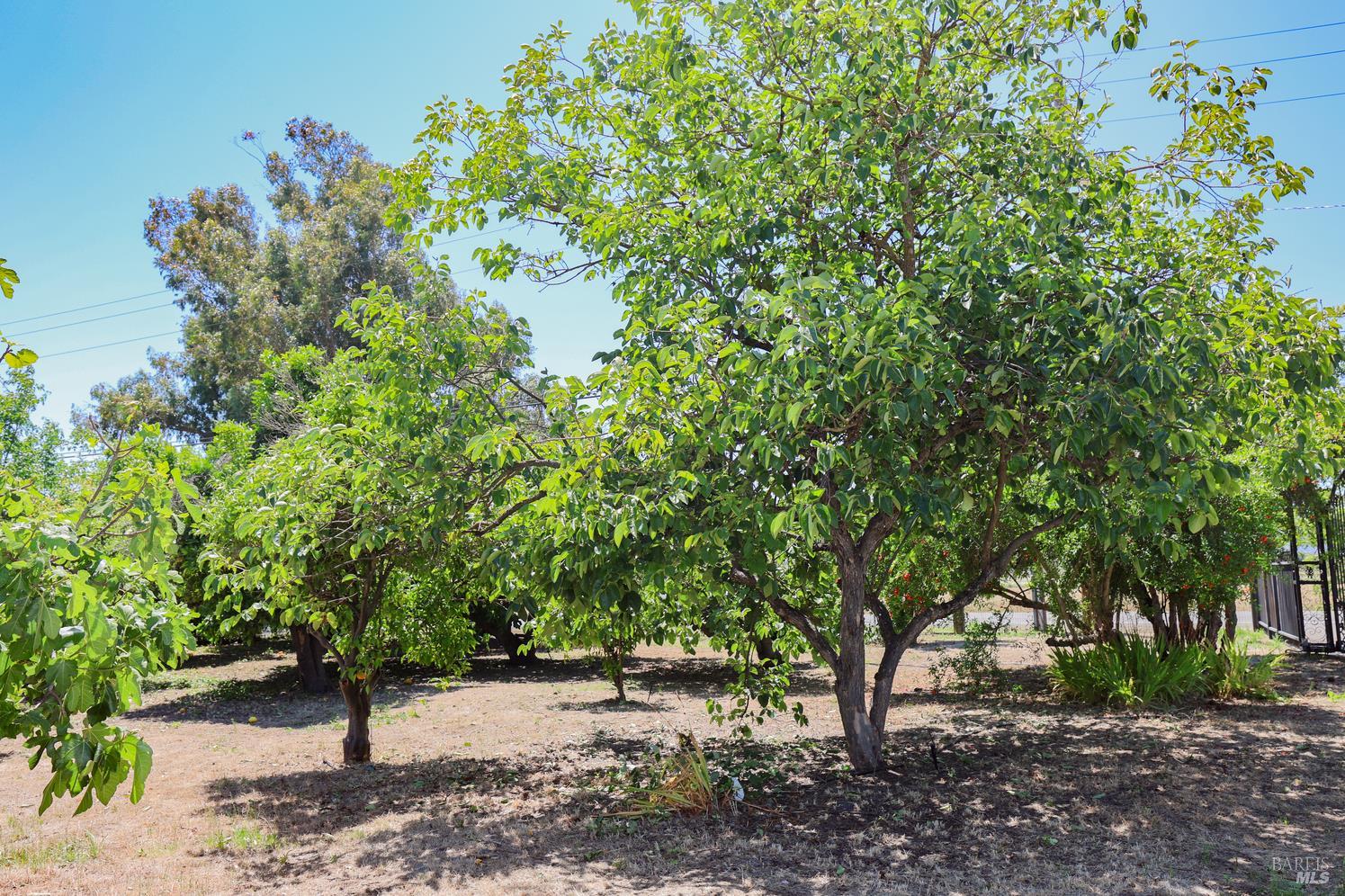 7948 North Meridian Road Dixon, CA 95620 - Photo 38 of 59 a backyard of a house with lots of green space