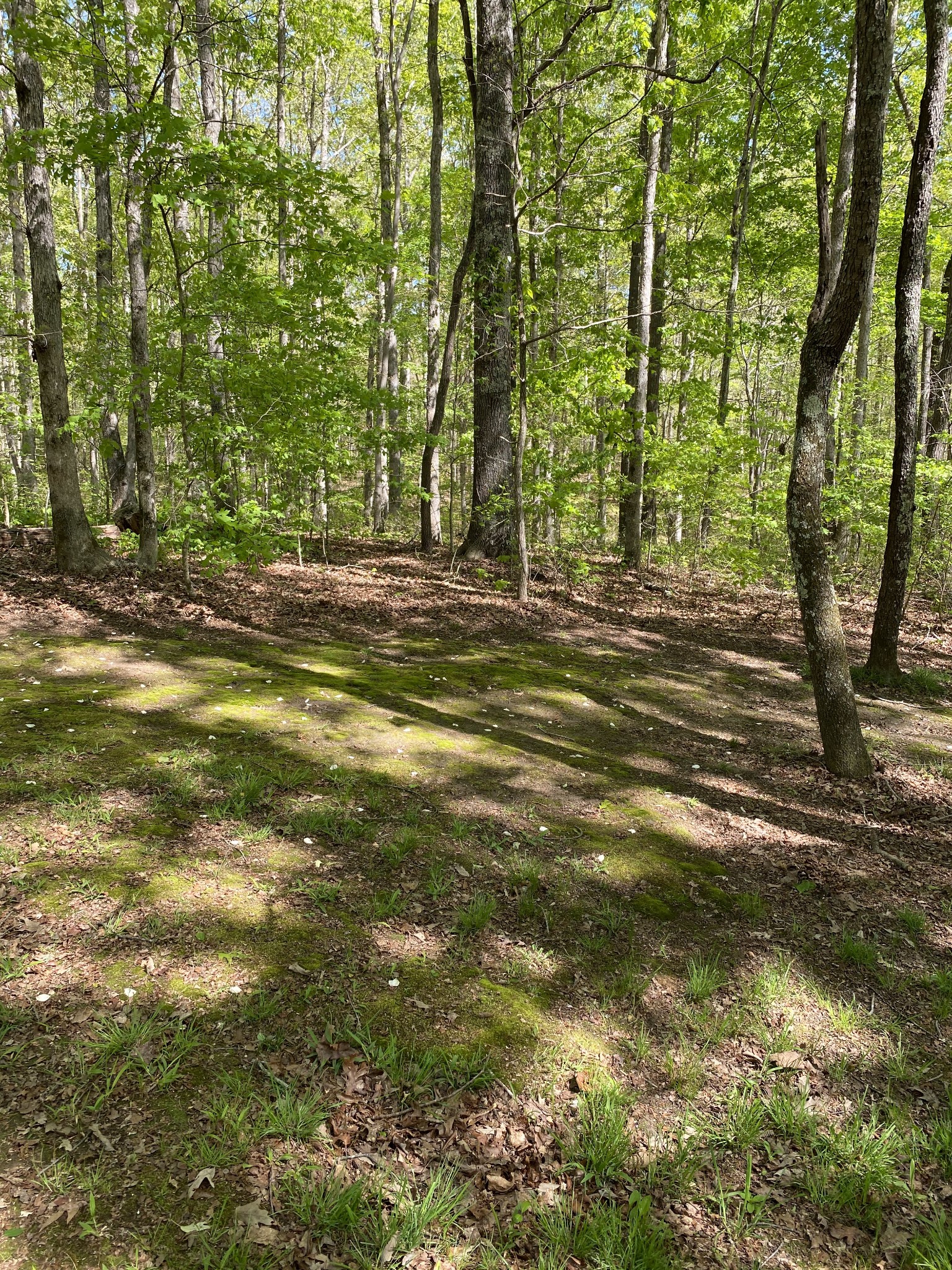 11277 Missionary Ridge Road Bon Aqua, TN 37025 - Photo 29 of 42 a view of a yard with large trees