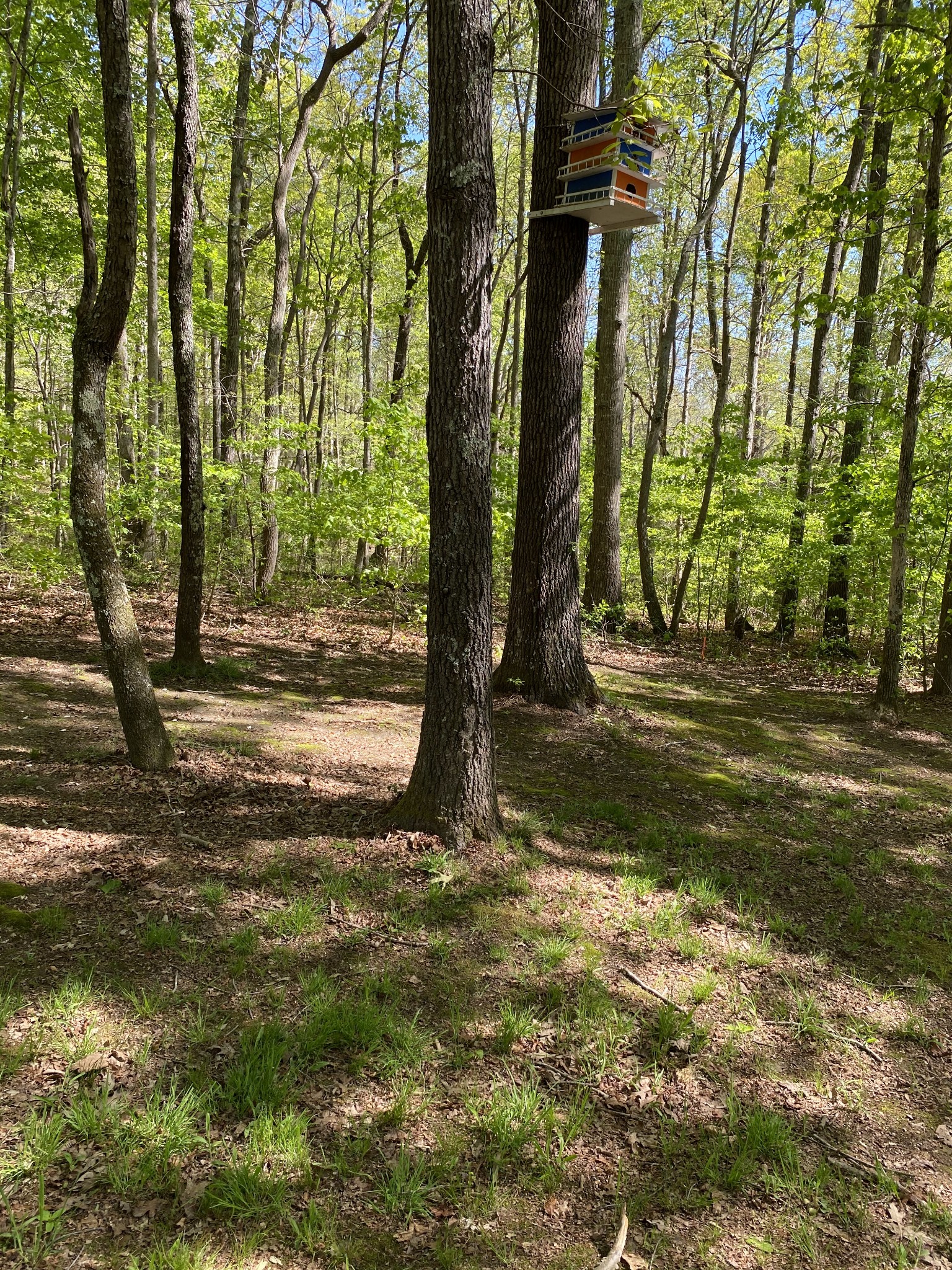 11277 Missionary Ridge Road Bon Aqua, TN 37025 - Photo 36 of 42 a view of yard