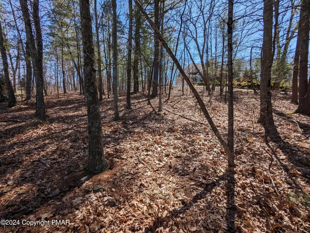 a view of a forest filled with trees