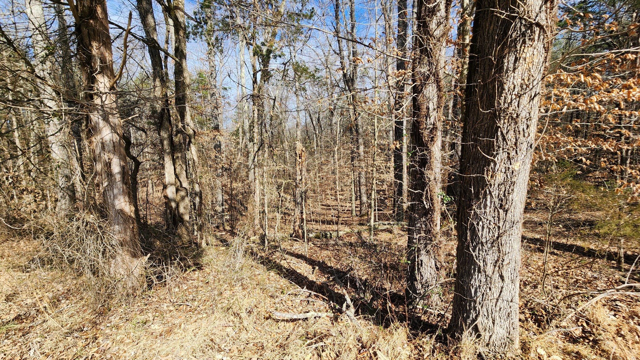 0 Simmons Cemetery Road Quebeck, TN 38579 - Photo 11 of 23