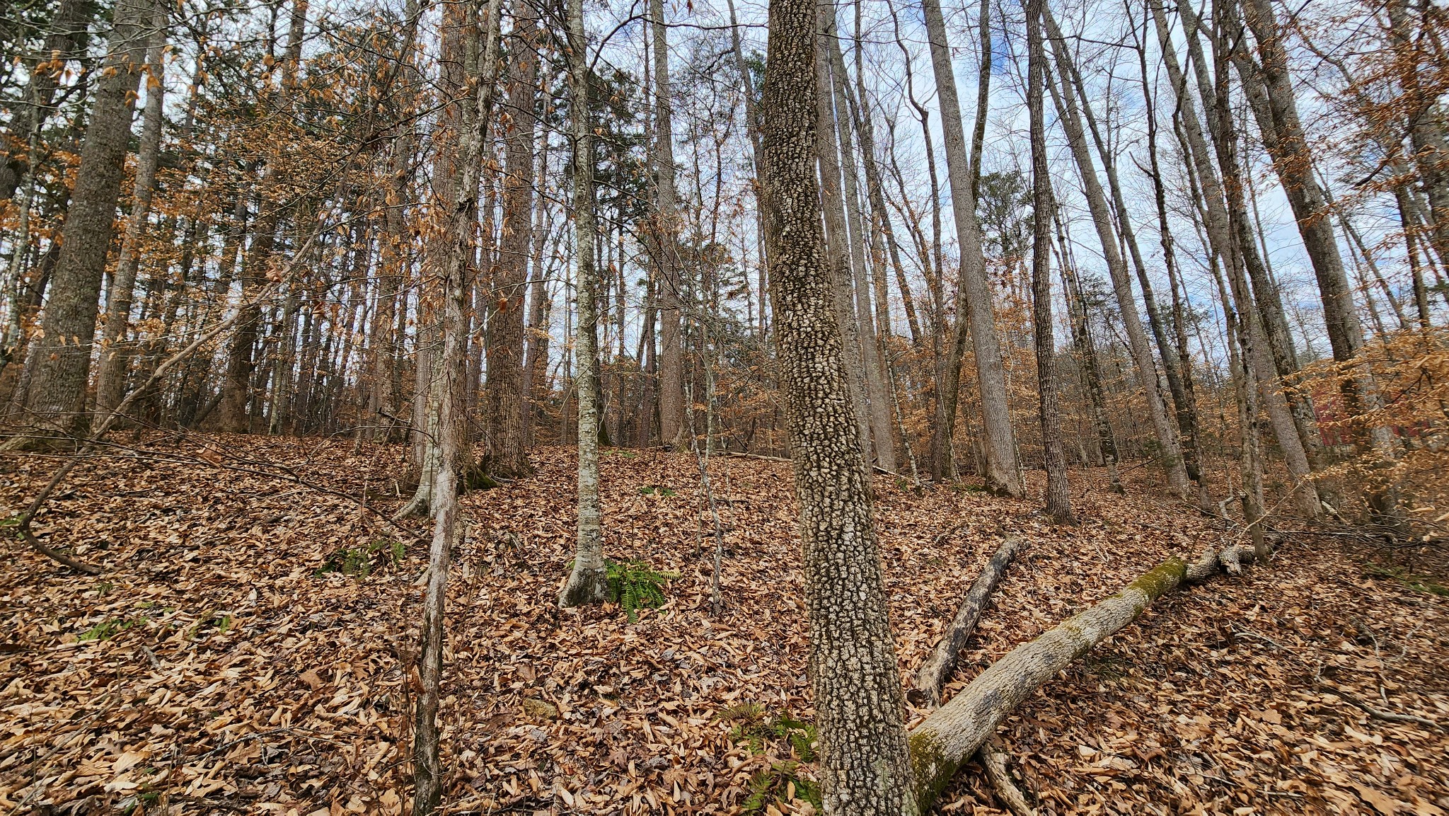 0 Simmons Cemetery Road Quebeck, TN 38579 - Photo 15 of 23