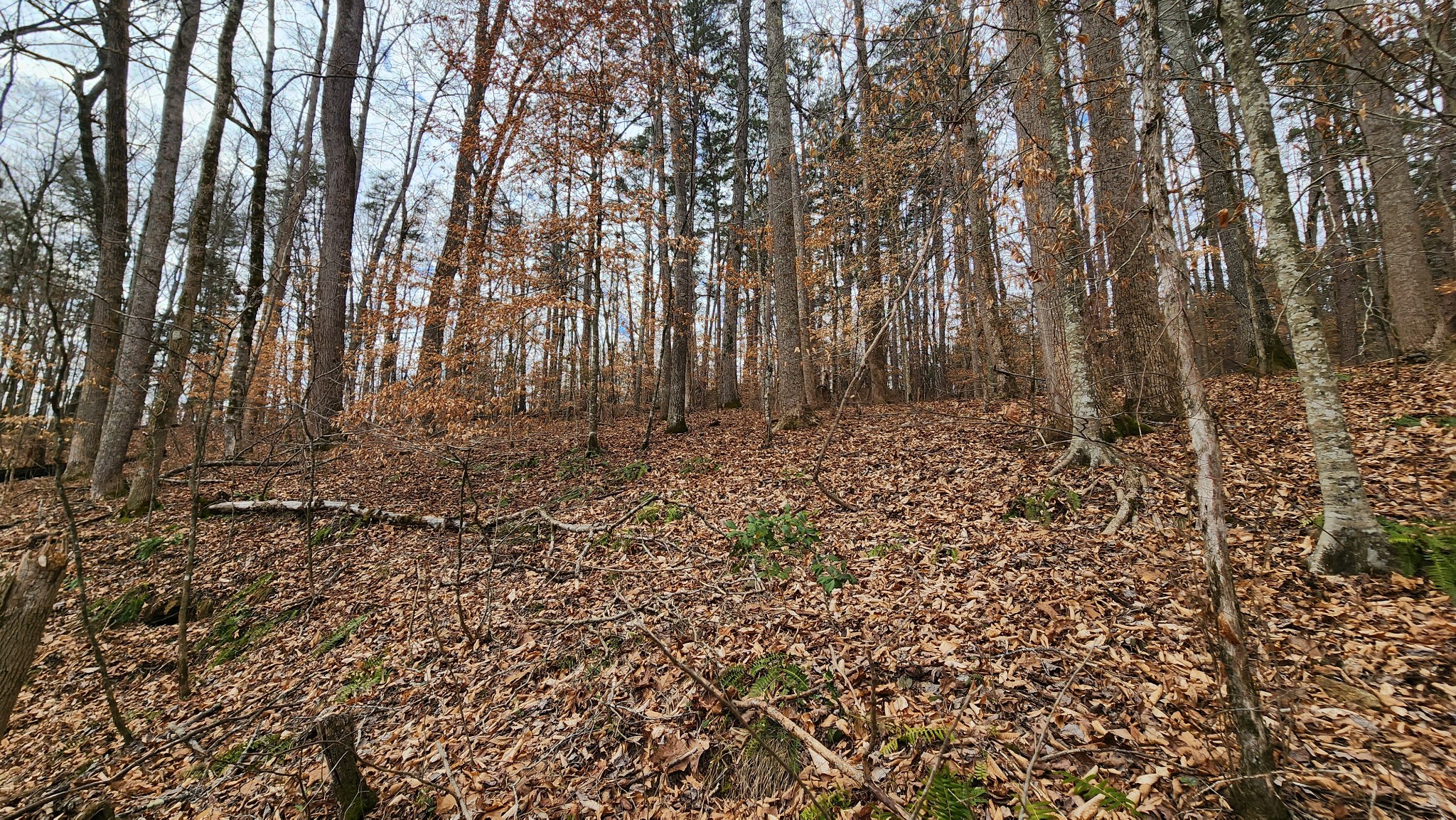0 Simmons Cemetery Road Quebeck, TN 38579 - Photo 16 of 23