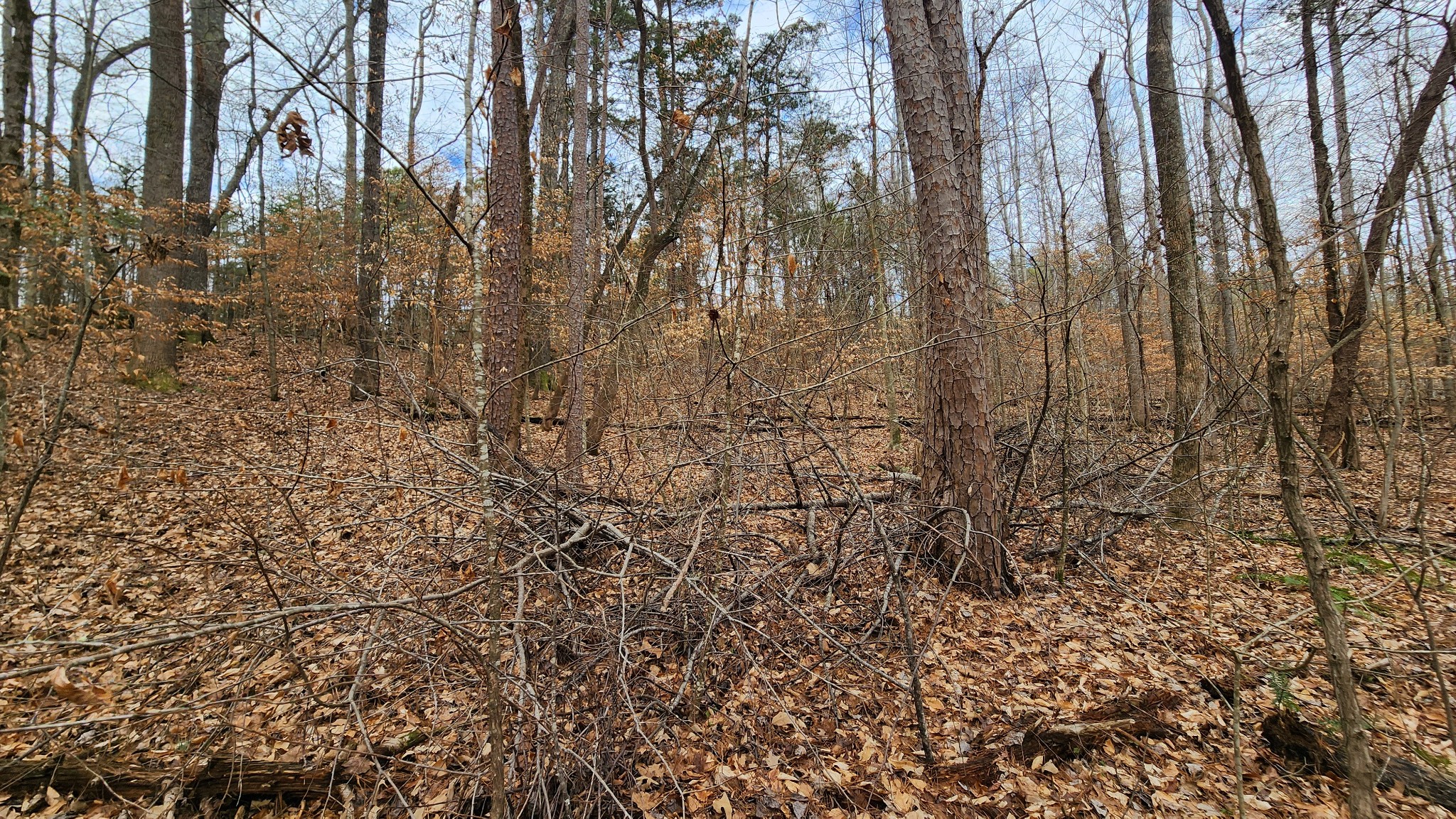 0 Simmons Cemetery Road Quebeck, TN 38579 - Photo 21 of 23