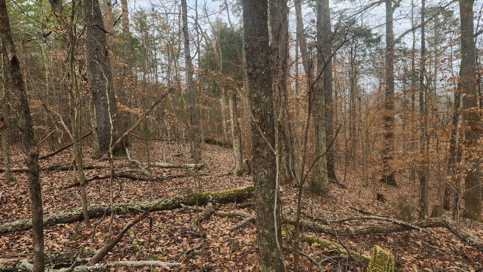 0 Simmons Cemetery Road Quebeck, TN 38579 - Photo 22 of 23