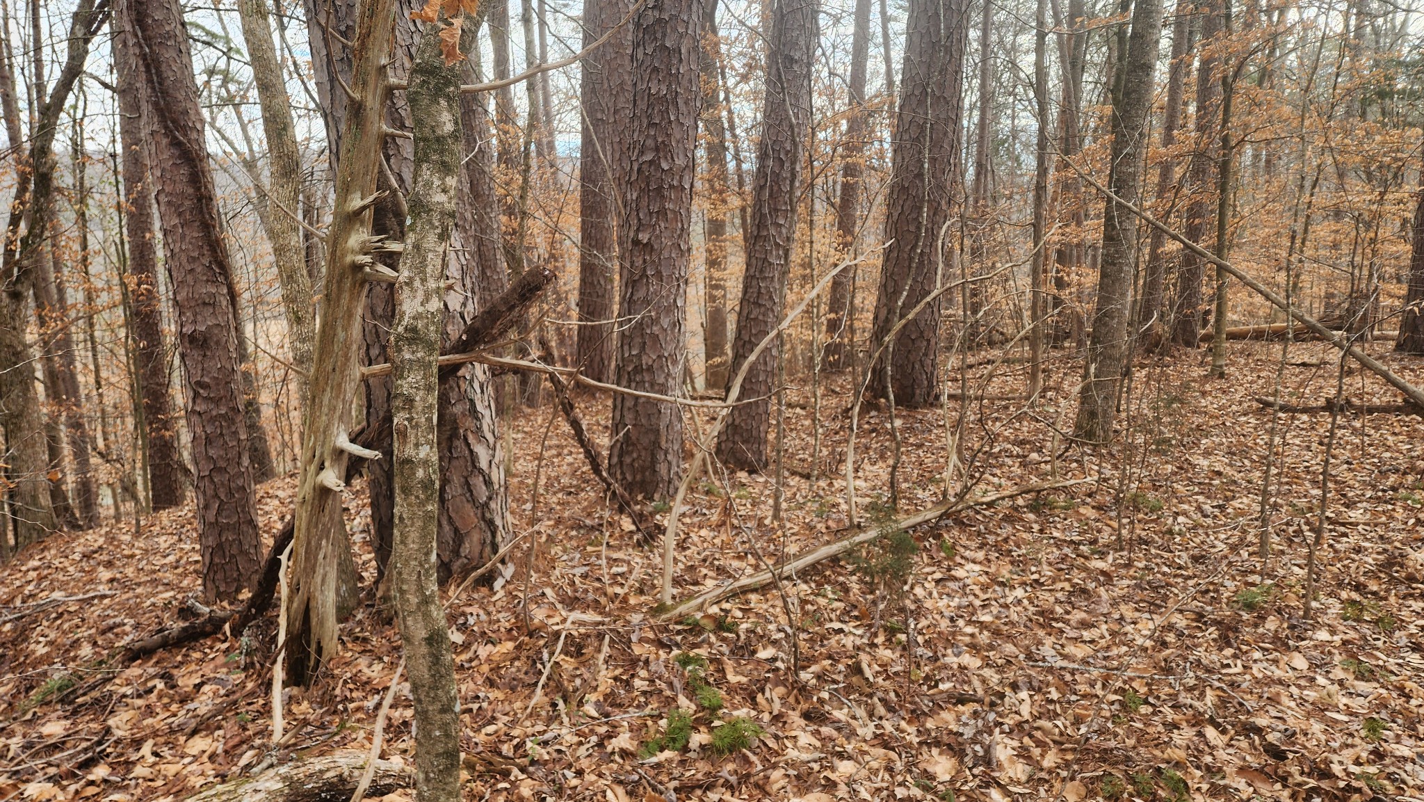 0 Simmons Cemetery Road Quebeck, TN 38579 - Photo 23 of 23
