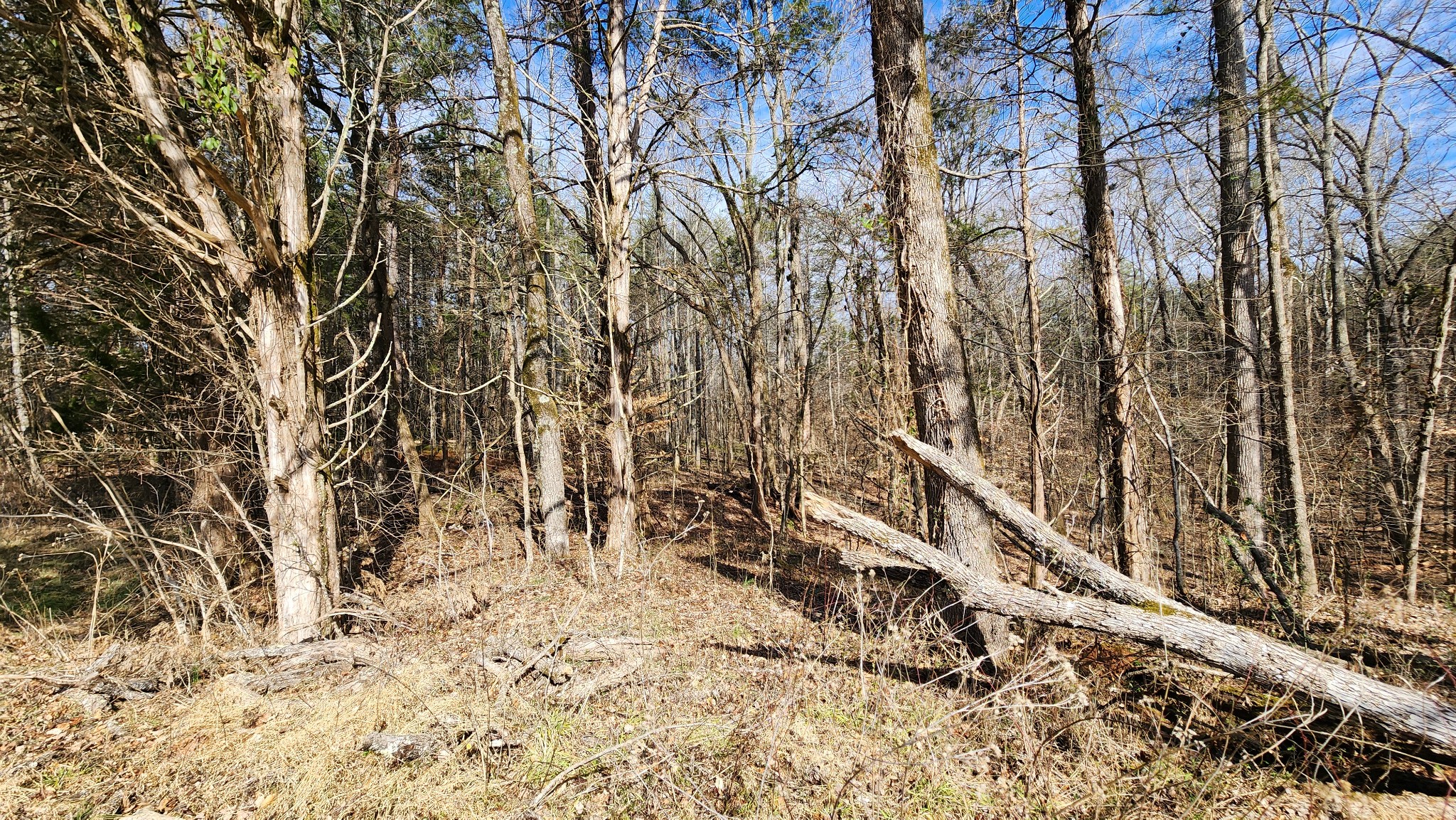 0 Simmons Cemetery Road Quebeck, TN 38579 - Photo 9 of 23