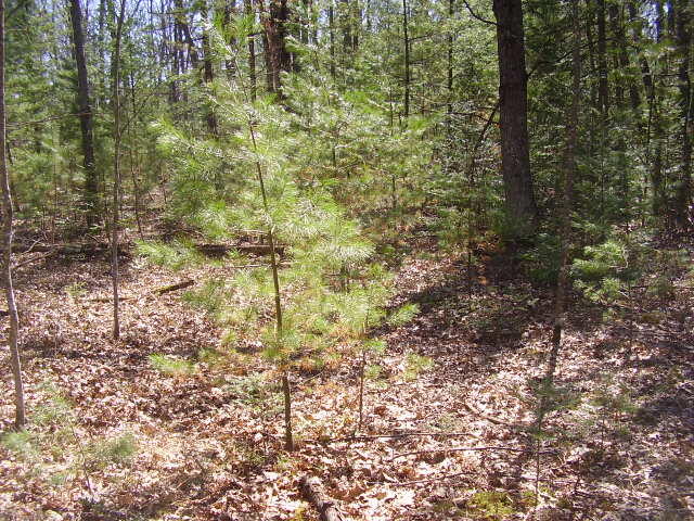 West Kittle Road Mio, MI 48647 - Photo 5 of 10 Gallery Image 5