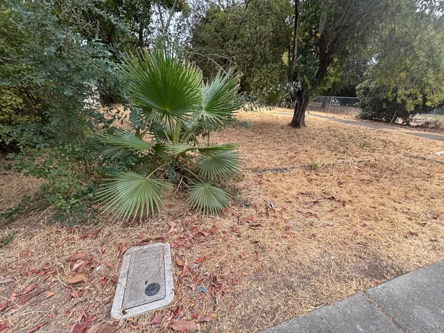 a plant that is in front of a house