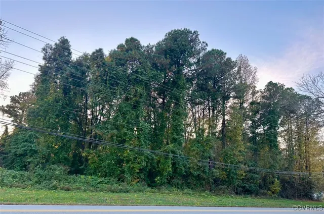 a view of a lush green forest