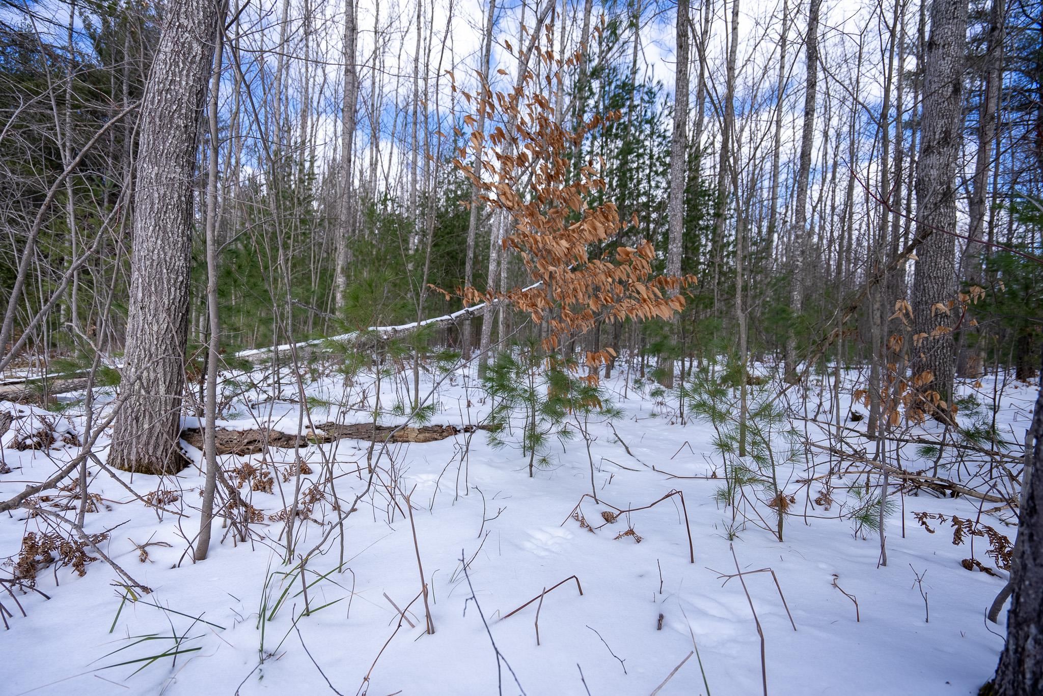 V/l Metzgar Road Northwest Kalkaska, MI 49646 - Photo 19 of 21