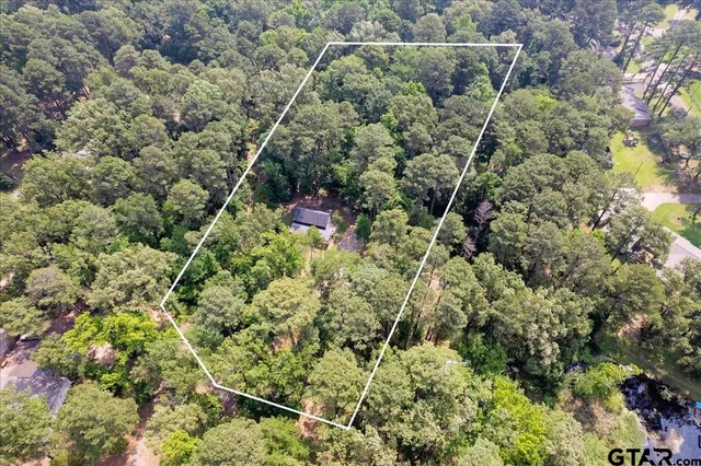 a view of a forest with a tree