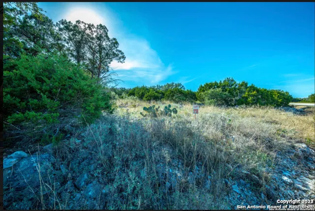 a view of a lush green forest