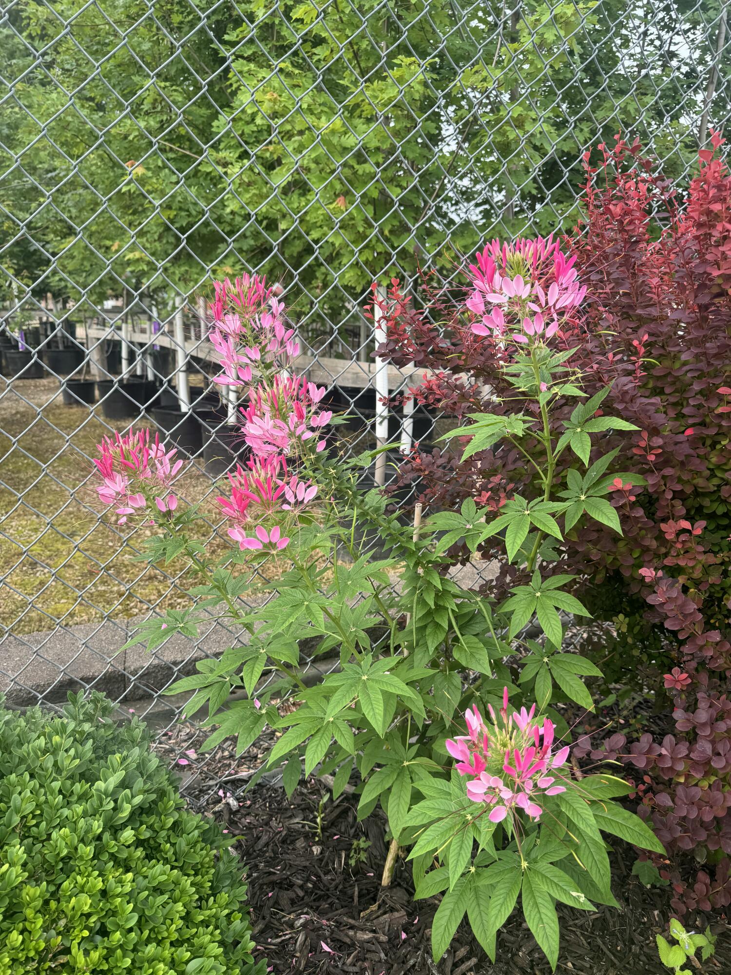 308 Grant Street Holmen, WI 54636 - Photo 49 of 55 in Bloom