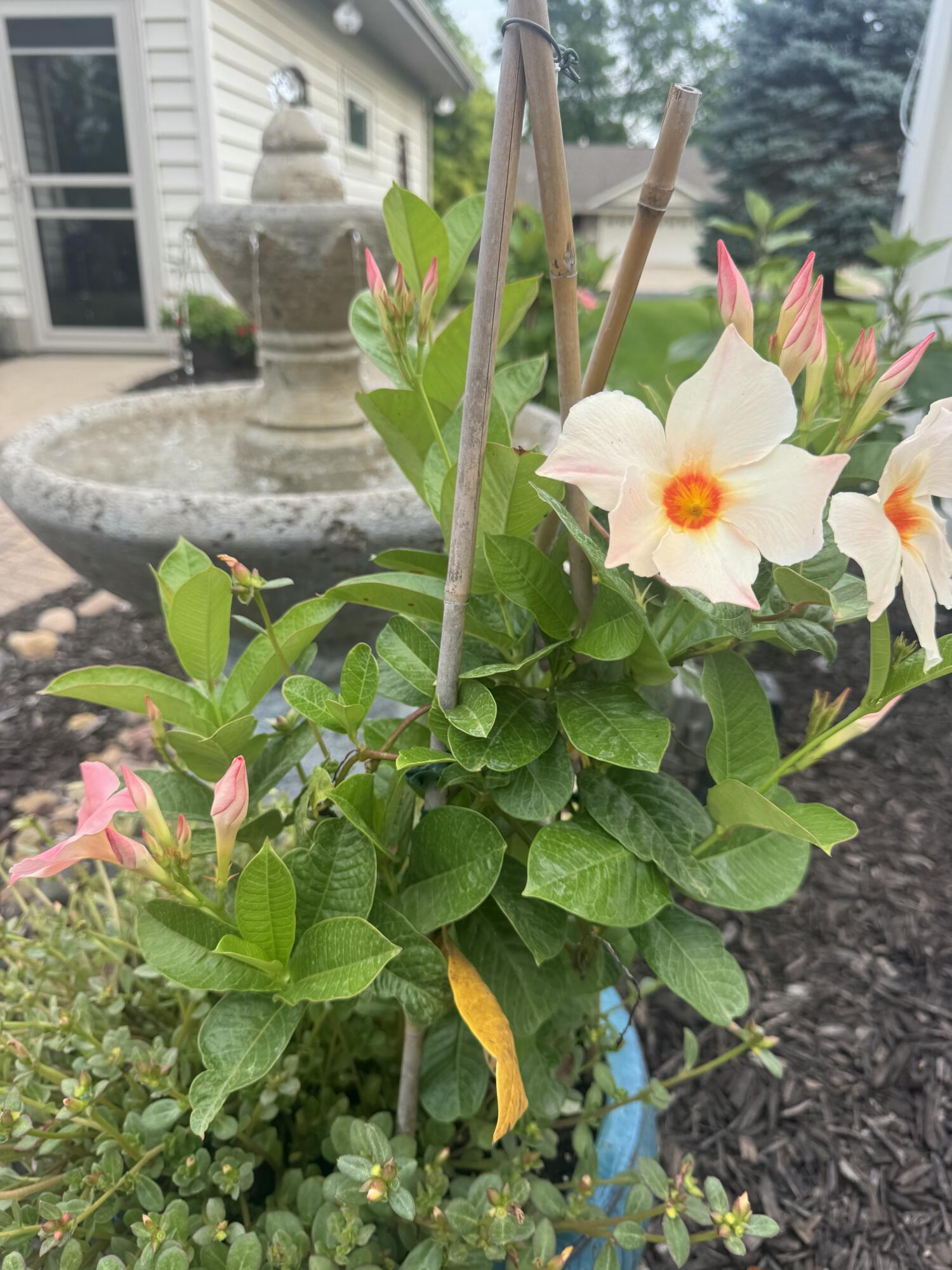 308 Grant Street Holmen, WI 54636 - Photo 50 of 55 Fountain