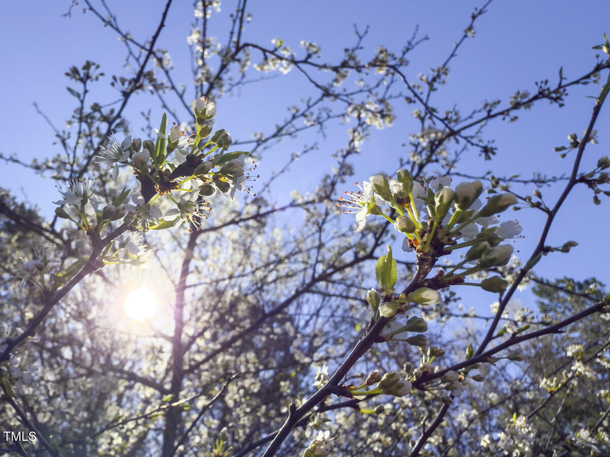 Lot 4 Goodman Road Pelham, NC 27311 - Photo 25 of 30 Caswell Co. NC 4.50-Skyview-Lot 4-25