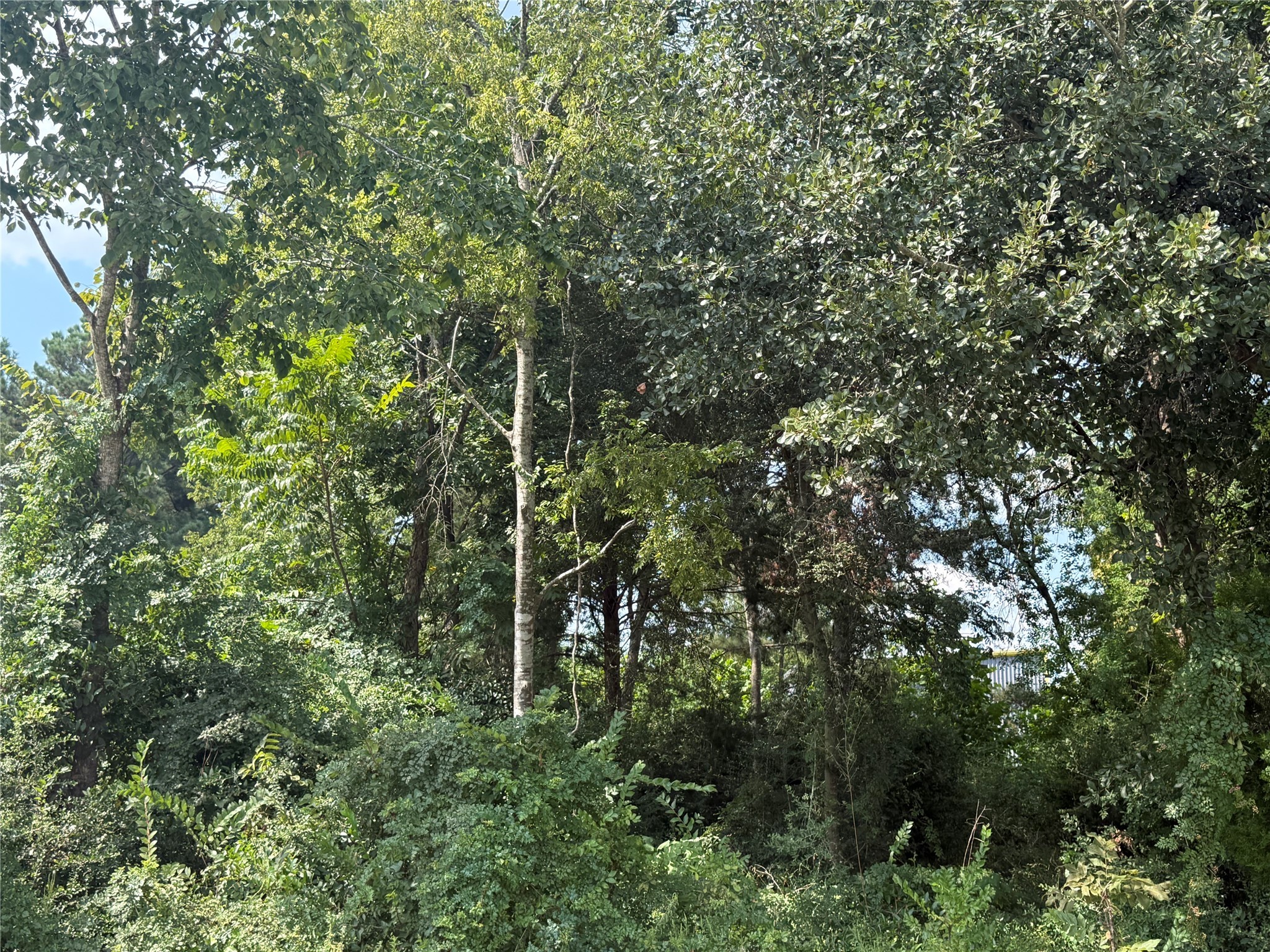 0 Mechanic Road Tomball, TX 77375 - Photo 2 of 12 a view of a forest with plants and trees