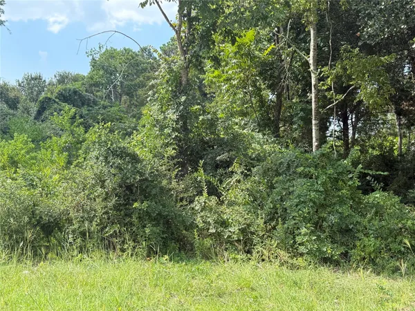 a view of a lush green forest