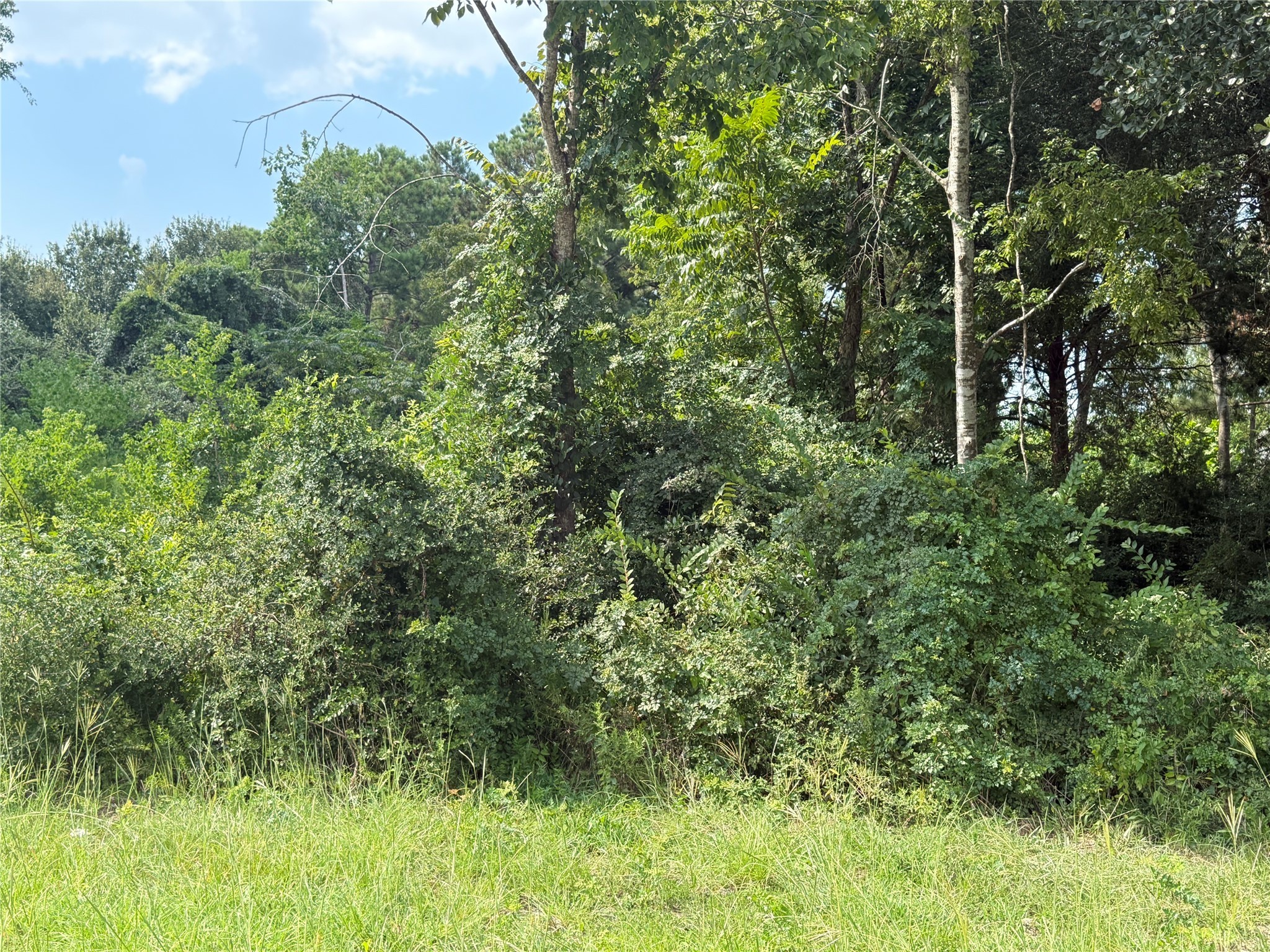 0 Mechanic Road Tomball, TX 77375 - Photo 3 of 12 a view of a lush green forest