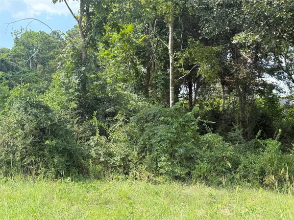 a view of a lush green forest