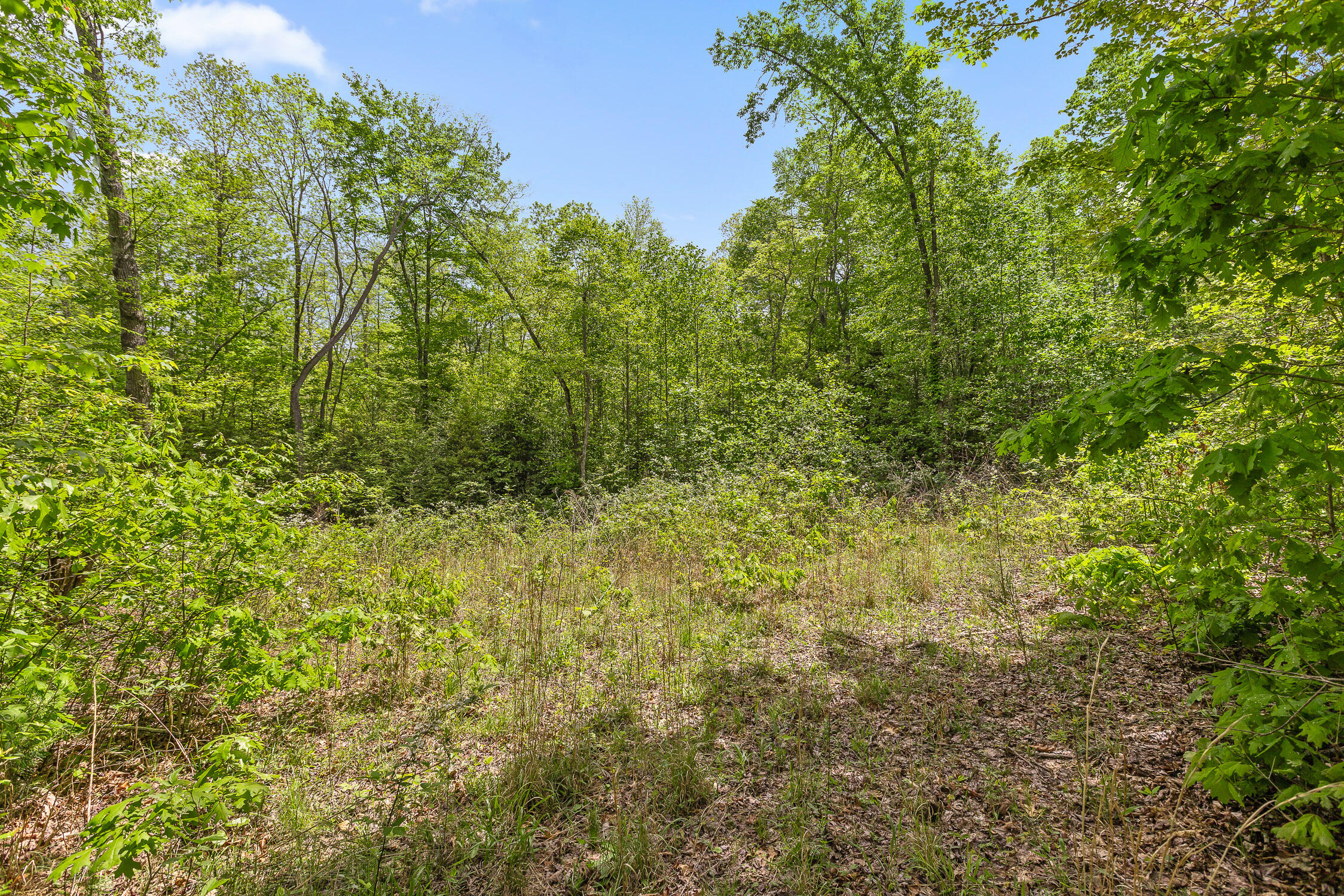 10 Acres Blaine Smith Road Graysville, TN 37338 - Photo 13 of 55 49-Blaine-9