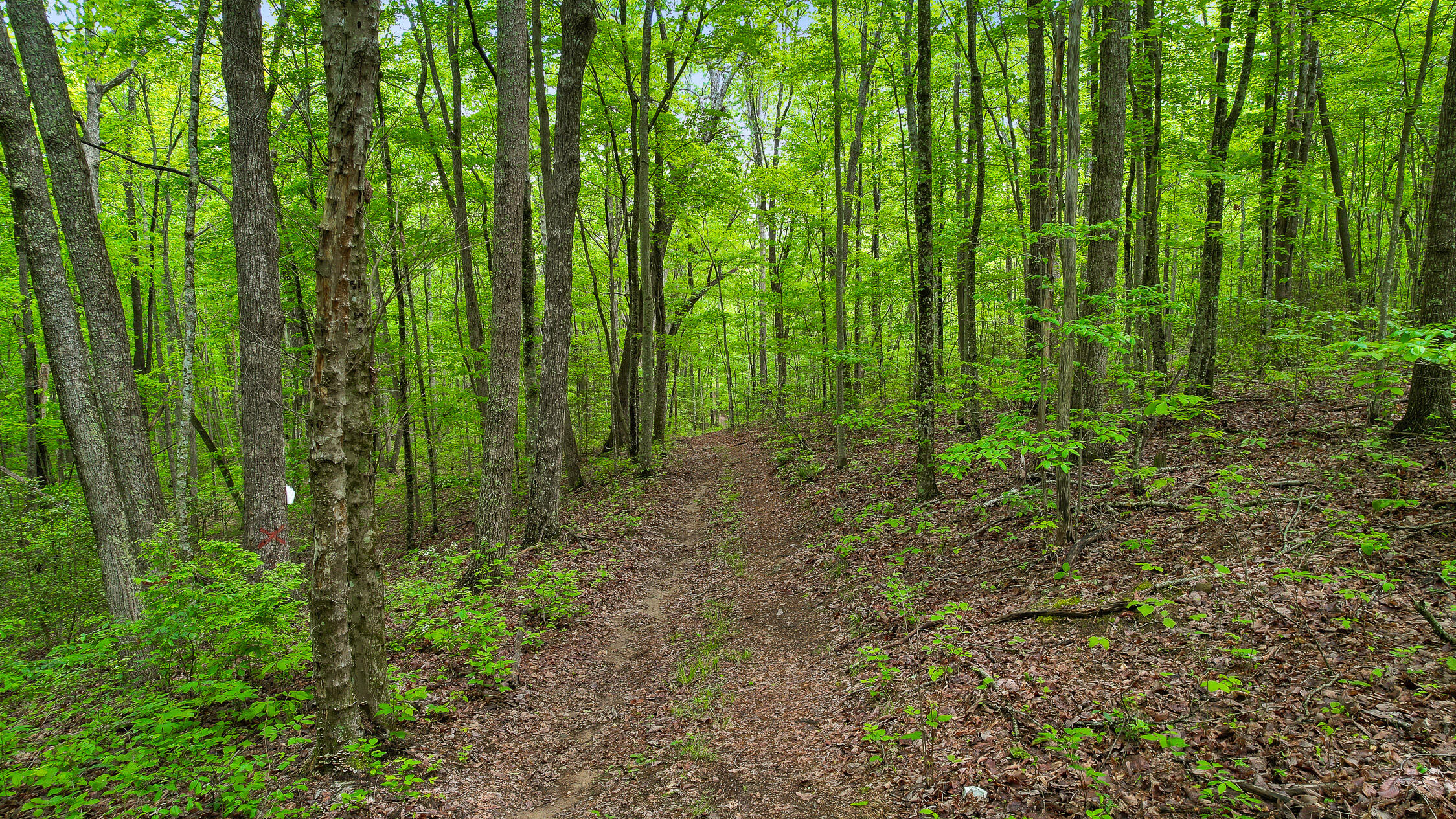 10 Acres Blaine Smith Road Graysville, TN 37338 - Photo 18 of 55 55-Blaine-15