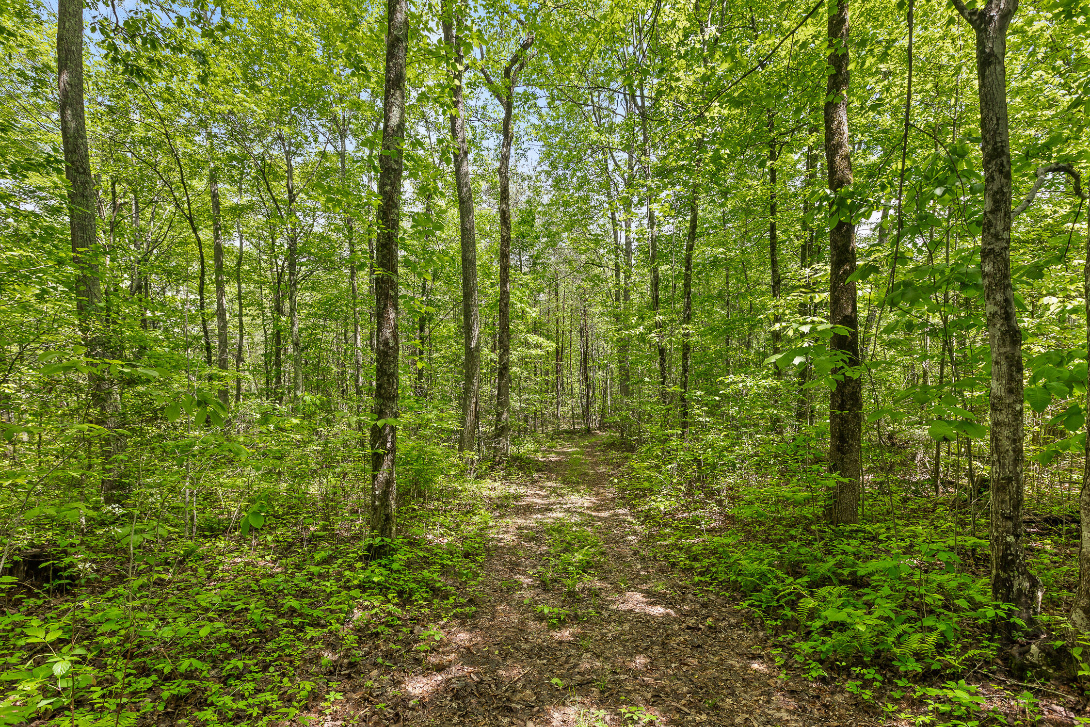 10 Acres Blaine Smith Road Graysville, TN 37338 - Photo 3 of 55 42-Blaine-2