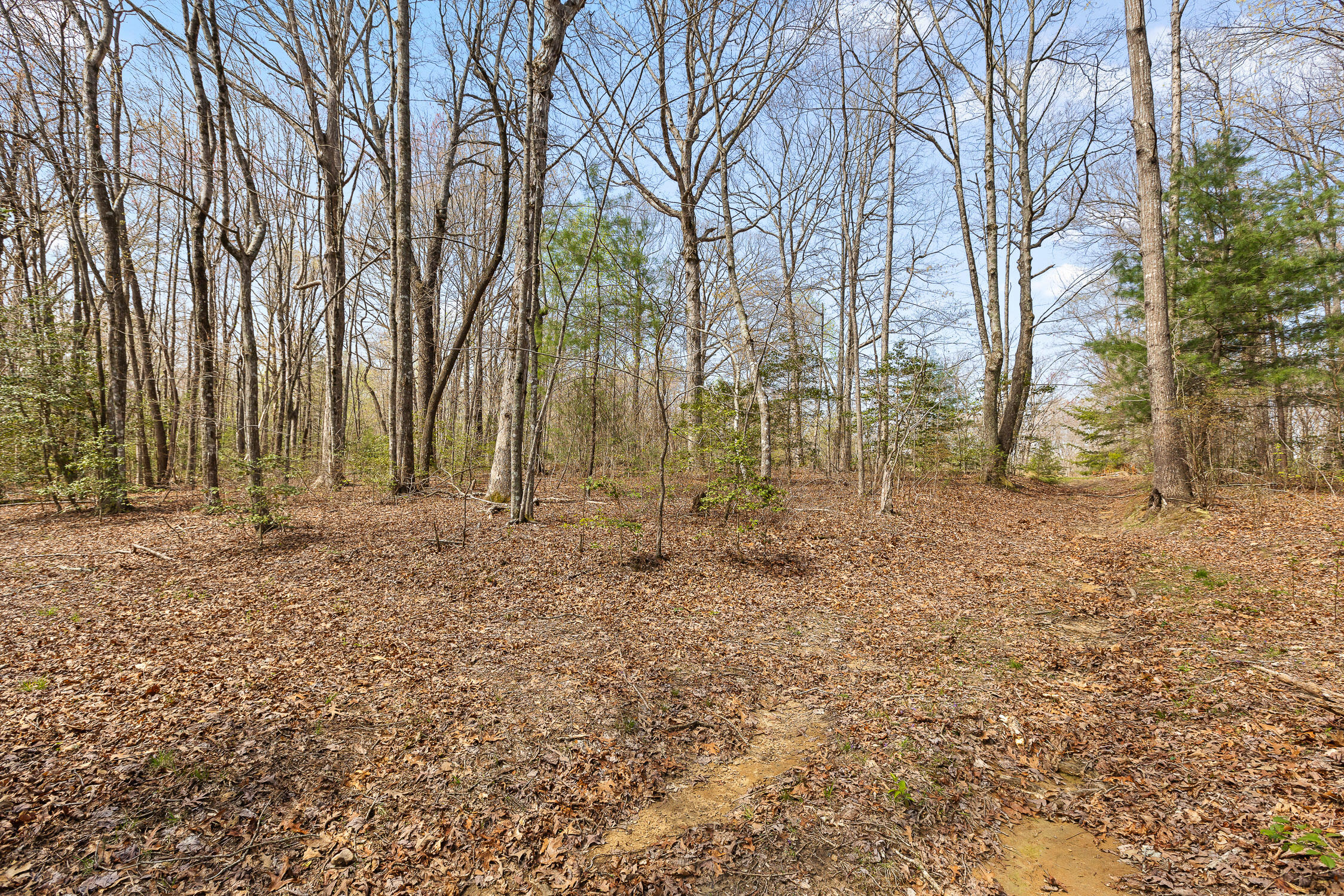 10 Acres Blaine Smith Road Graysville, TN 37338 - Photo 34 of 55 14-Blain-13