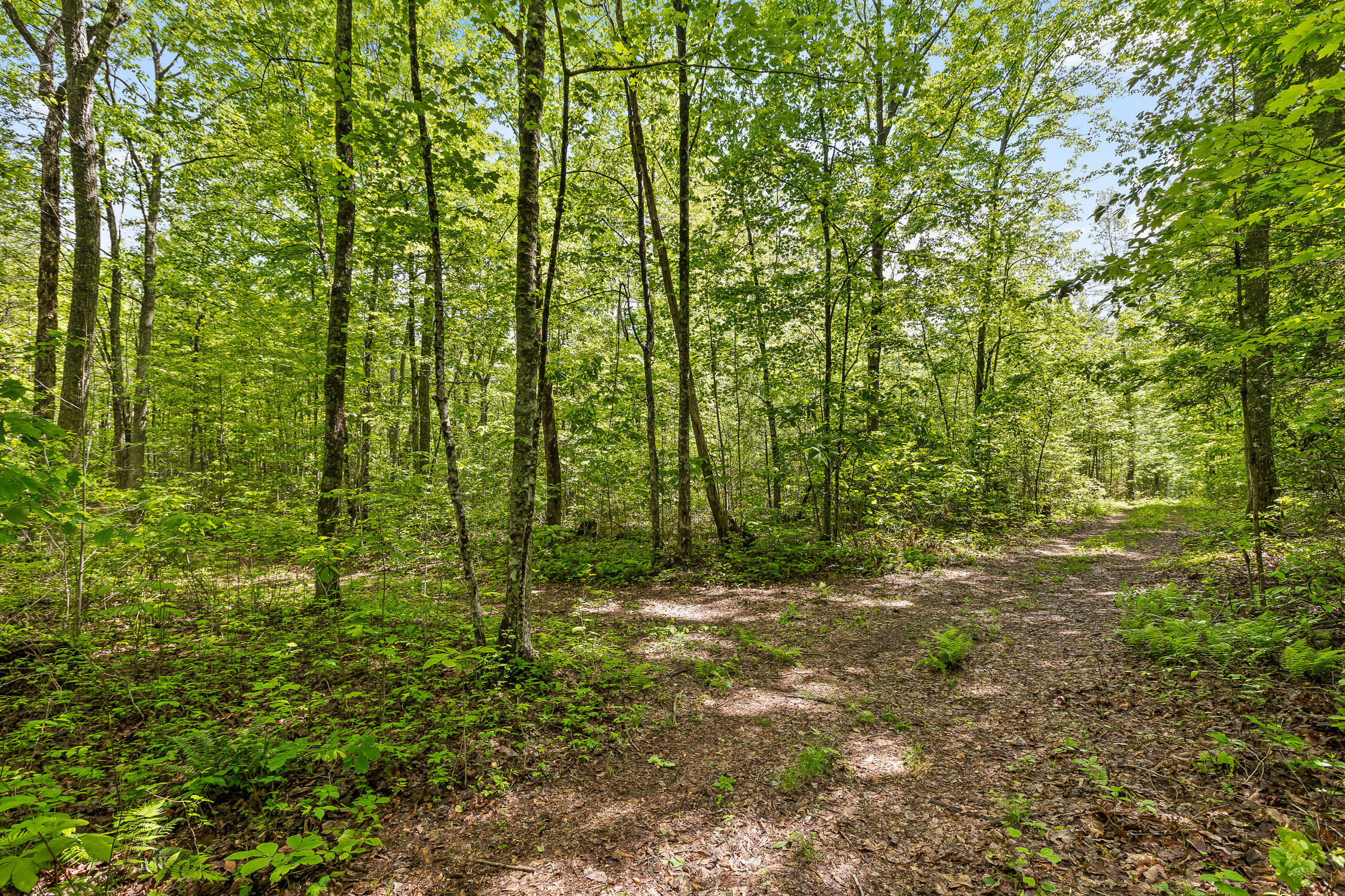 10 Acres Blaine Smith Road Graysville, TN 37338 - Photo 4 of 55 41-Blaine-1