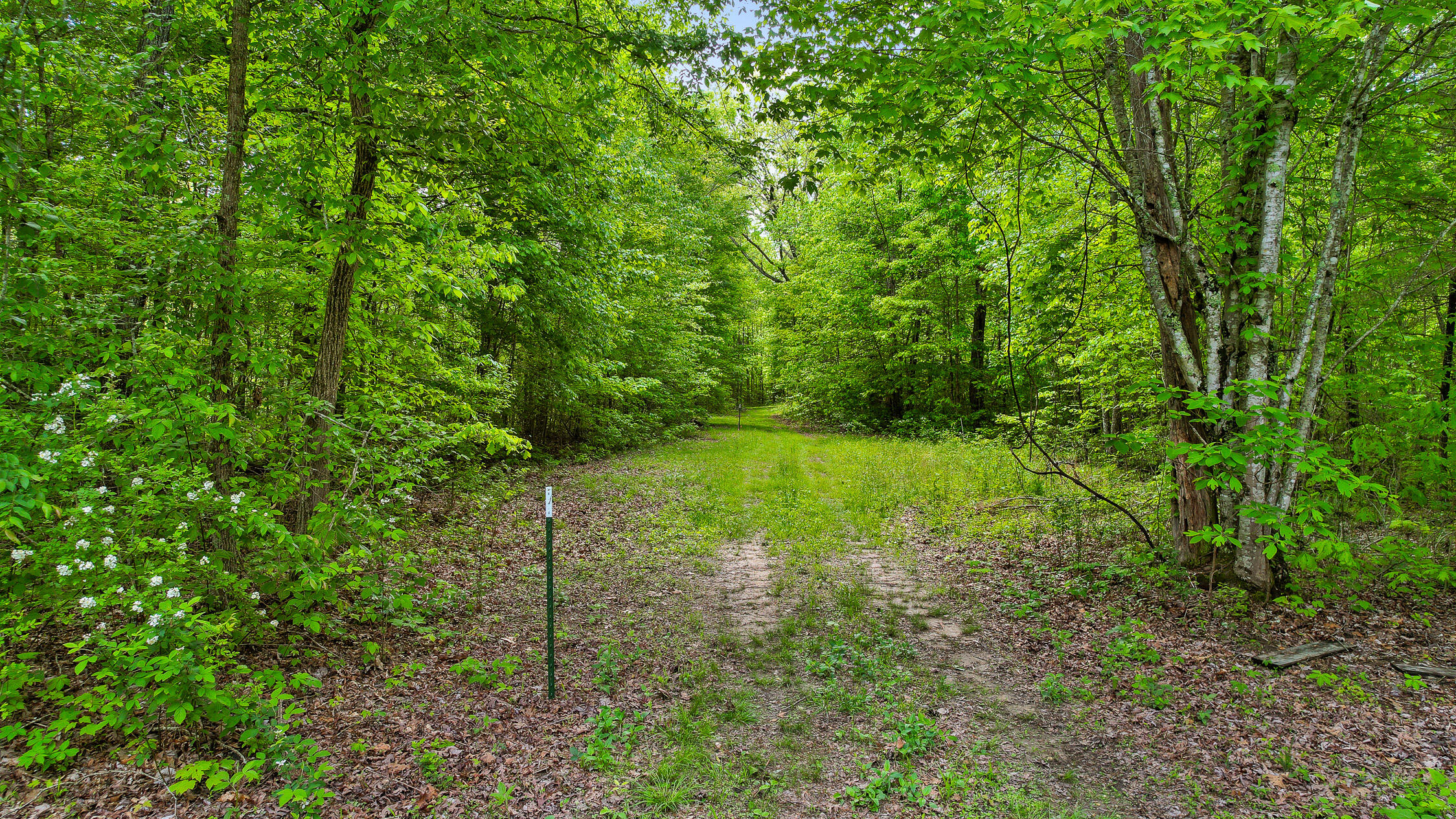 10 Acres Blaine Smith Road Graysville, TN 37338 - Photo 5 of 55 61-Blaine-21